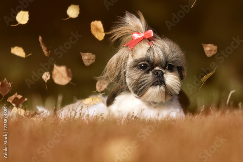 dog breed shi tzu in autumn park photo