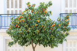 Ornamental orange tree on a street in Athens