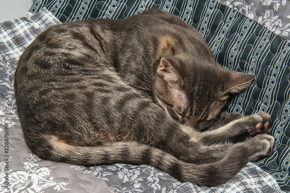Naklejka premium Grey stripped mixed-breed cat 