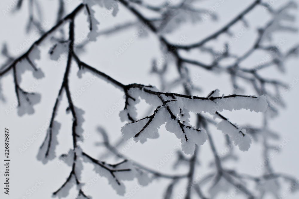 Hoar Frost Trees