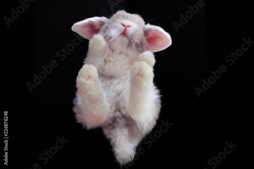 Принти на полотні Rabbit animal pet unique sperpective under wide angle