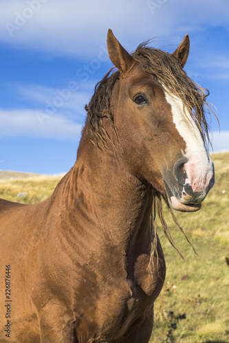 Beautiful brown horse in poses under a blue sky © lupigisella
