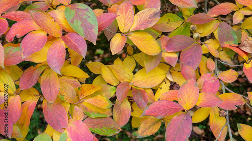 Autumn leaves at Dunham Massey photo