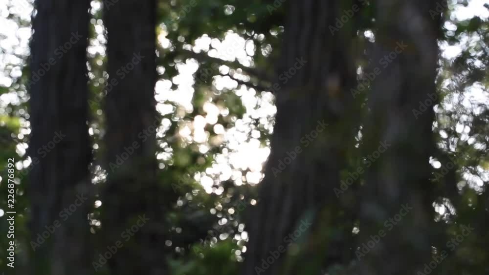 woods in the evening 3(夕方の森と風)