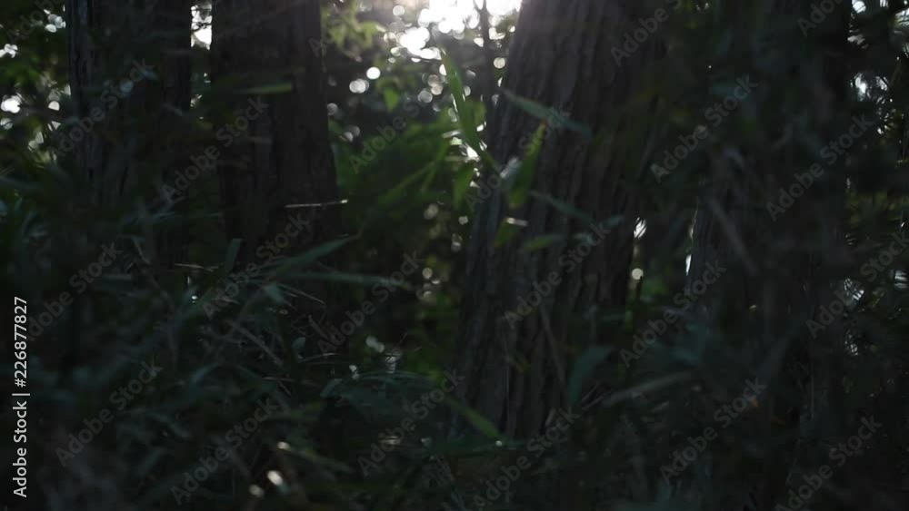 woods in the evening 8(夕方の森と風) woods in the evening 8(夕方の森と風)