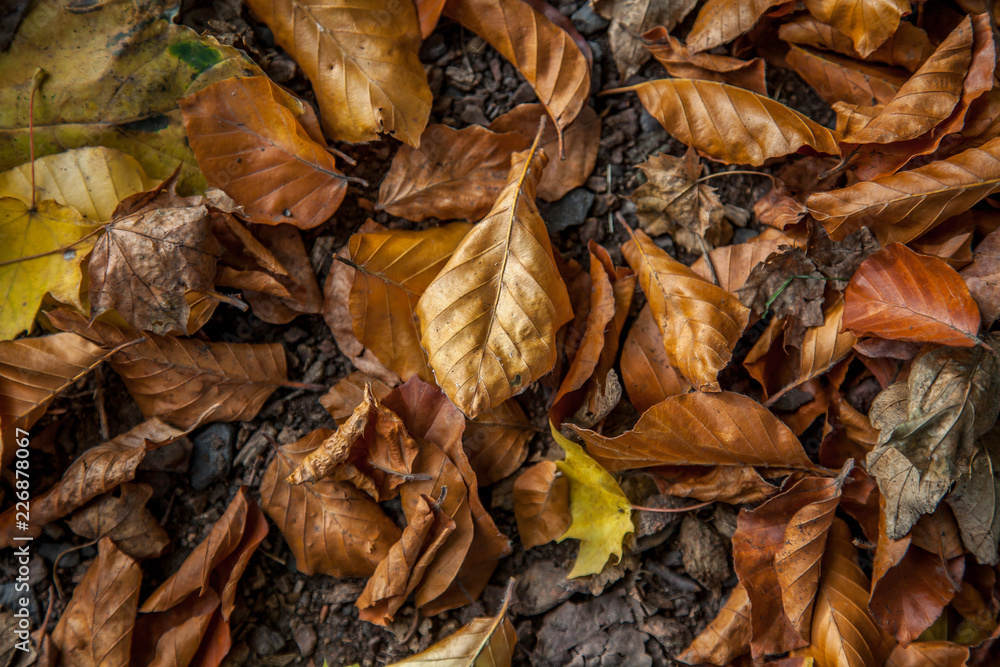 Buntes Herbstlaub im Sonnenschein Buntes Herbstlaub im Sonnenschein