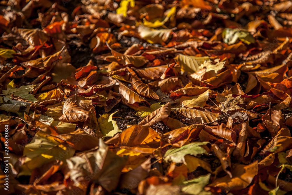 Buntes Herbstlaub im Sonnenschein Buntes Herbstlaub im Sonnenschein
