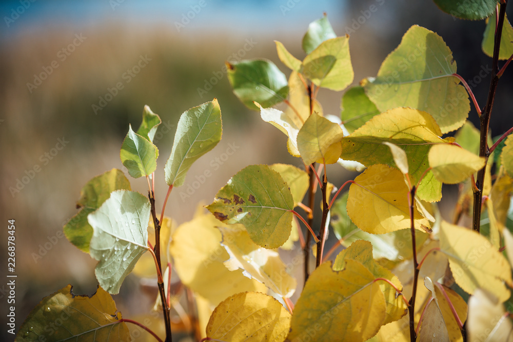 Obraz premium Fall Colors