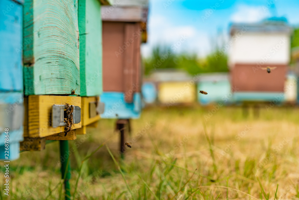 Hives in an apiary with bees flying to the landing boards in a green garden. Apiary concept. Hives in an apiary with bees flying to the landing boards in a green garden. Apiary concept.