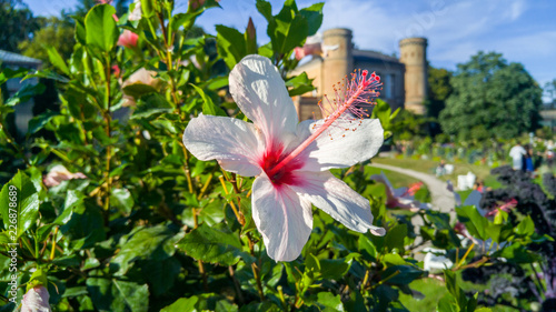 Botanischer Garten Karlsruhe mit Hibiskus photo