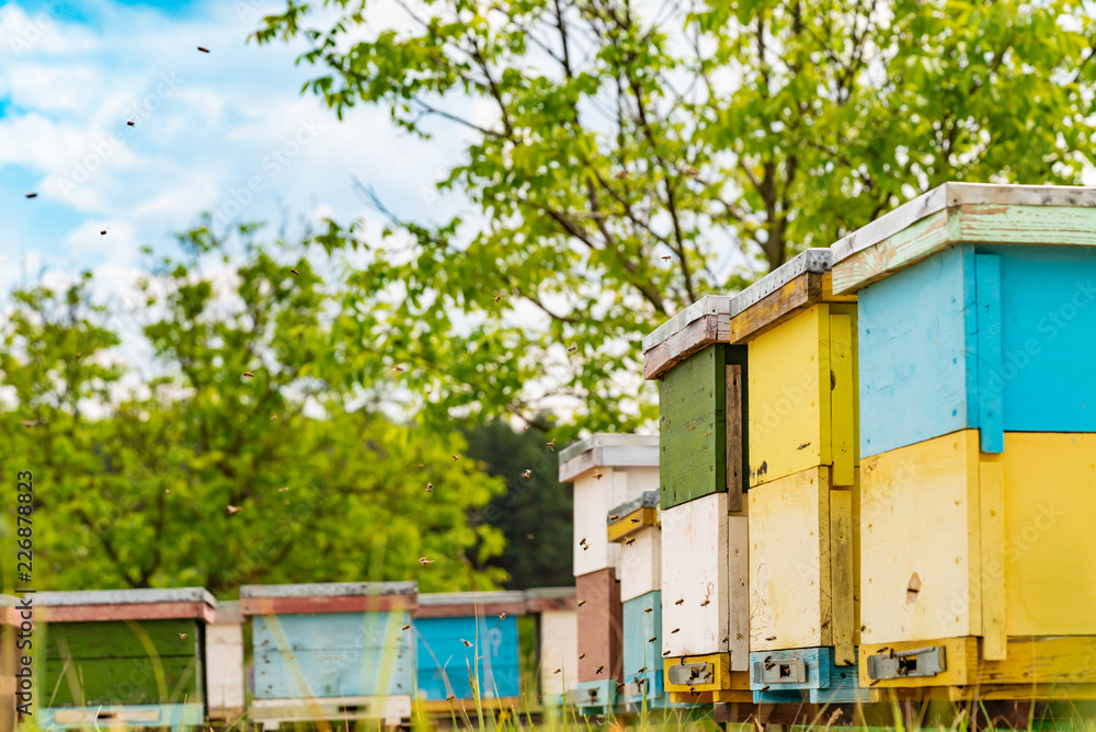 Hives in an apiary. Honey bees swarming and flying around their beehive. Bees bring honey. Hives in an apiary. Honey bees swarming and flying around their beehive. Bees bring honey.