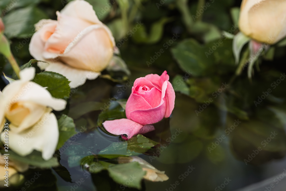 Rose flowers against the background of water Rose flowers against the background of water
