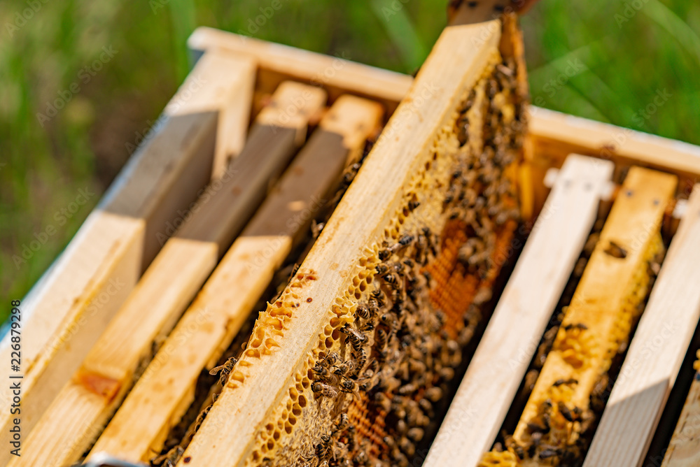 Frames of a beehive. Working bees in a hive. Bees turn nectar into honey. Frames of a beehive. Working bees in a hive. Bees turn nectar into honey.