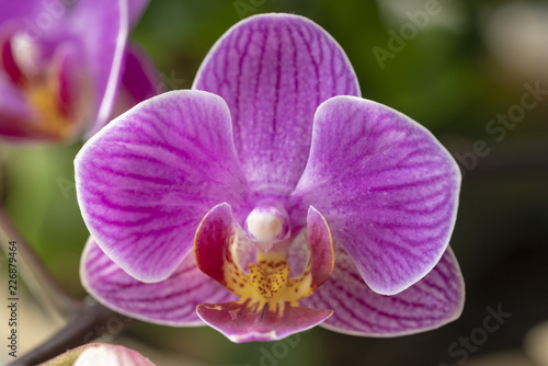 Moth orchid flower © Inolas