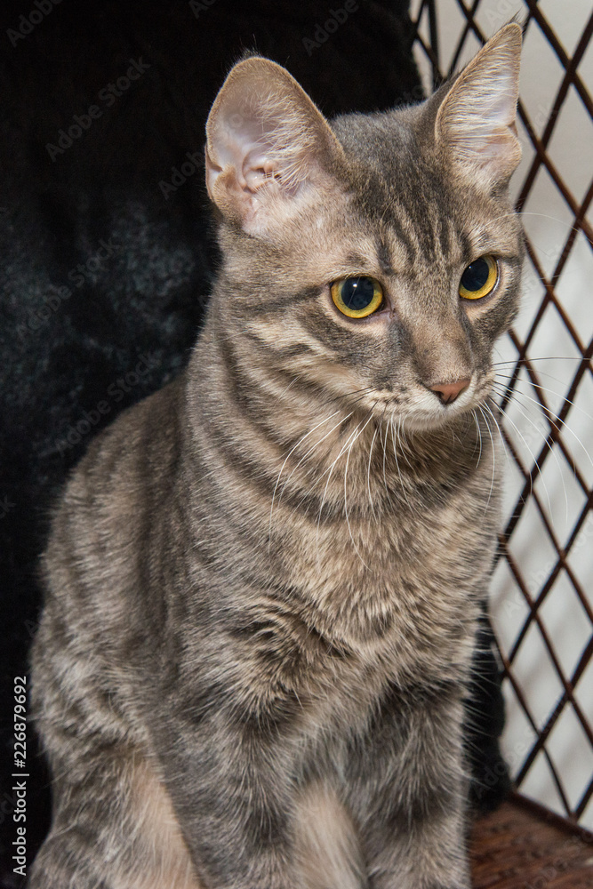Naklejka premium Grey stripped mixed-breed cat 