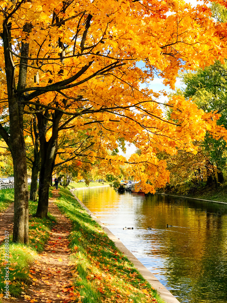 Golden autumn trees and pathway in fallen leaves near canal in sunny weather. Beautiful colourful maple trees along the city canals. Golden autumn trees and pathway in fallen leaves near canal in sunny weather. Beautiful colourful maple trees along the city canals.
