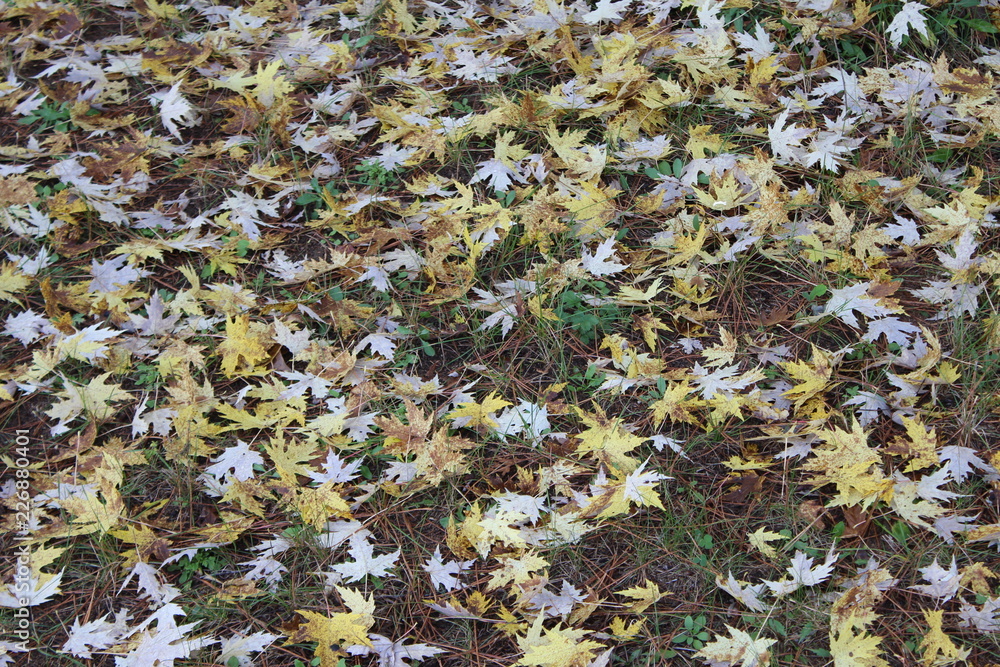 pile of fallen leaves pile of fallen leaves