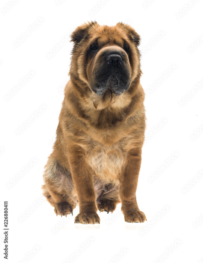 Obraz premium Photographie portrait studio d'un chien Shar-Pei de couleur fauve sable sur fond blanc venant de chine