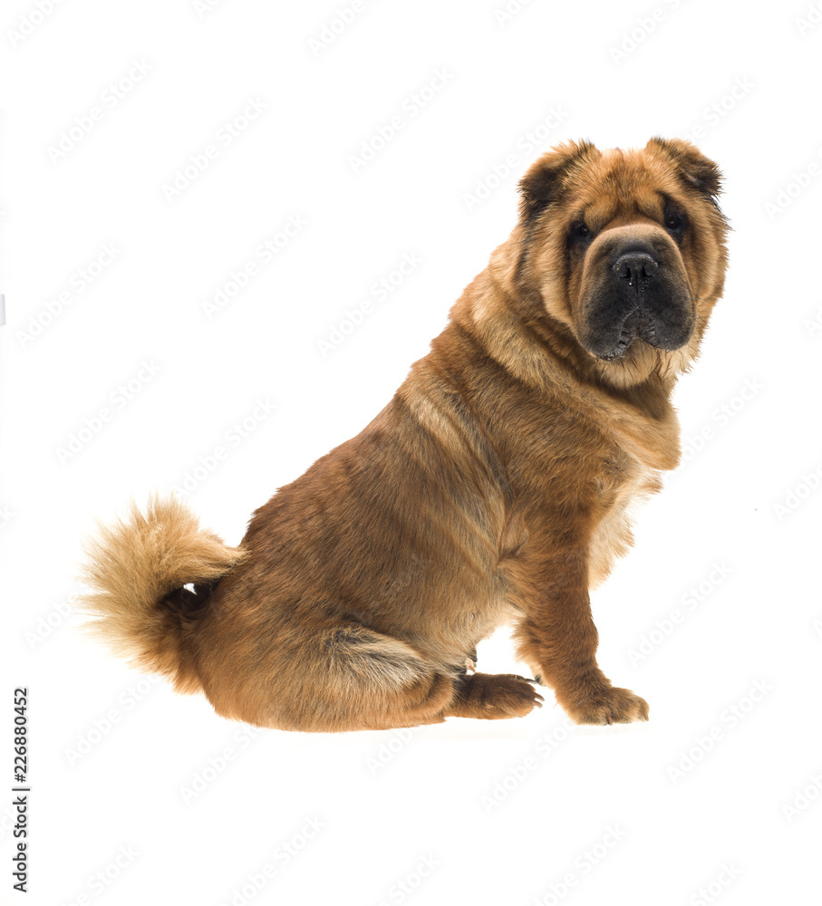 Photographie portrait studio d'un chien Shar-Pei de couleur fauve sable sur fond blanc venant de chine Photographie portrait studio d'un chien Shar-Pei de couleur fauve sable sur fond blanc venant de chine