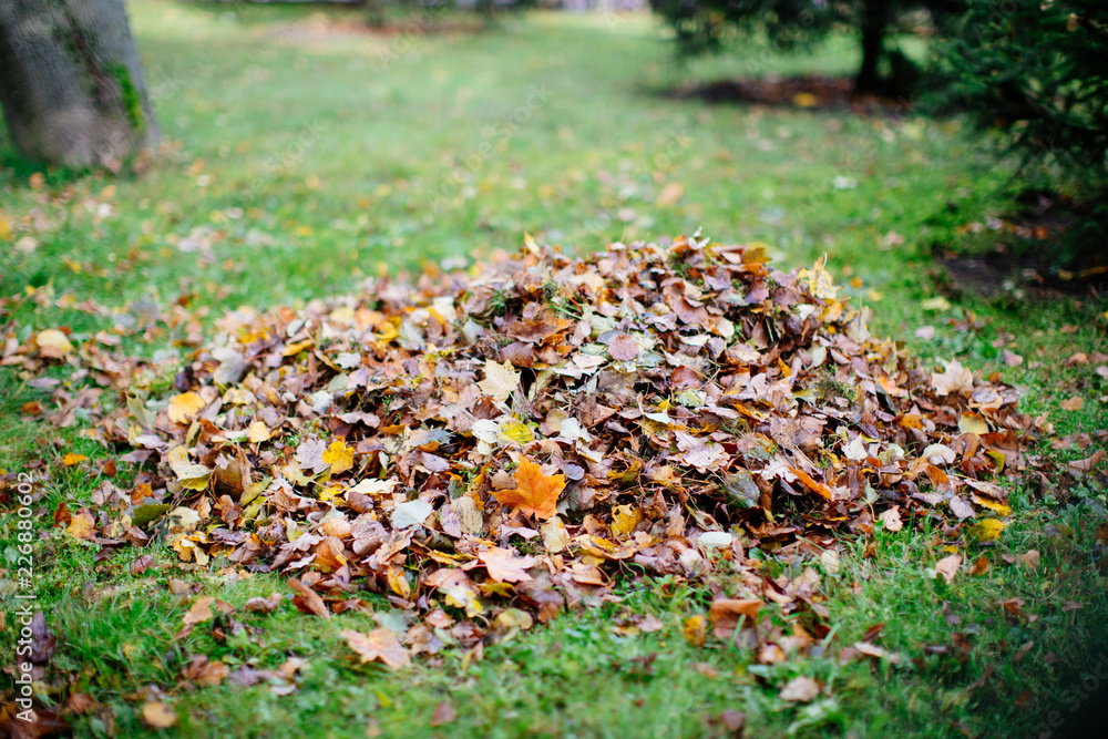 Dry foliage, collected in heaps during cleaning in autumn. Fallen leaves collected in pile. Dry foliage, collected in heaps during cleaning in autumn. Fallen leaves collected in pile.