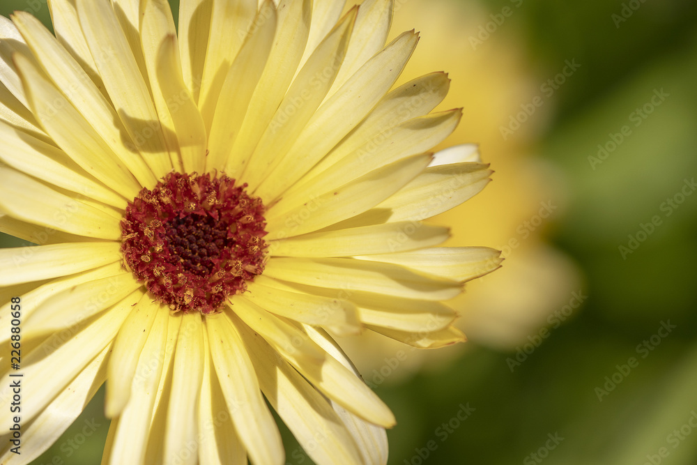 A yellow daisy flower A yellow daisy flower