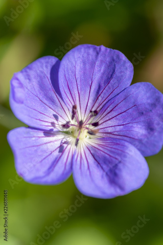 Close-up image of the beautiful summer flowering Geranium maderense violet flower, also known as giant herb-Robert or the Madeira cranesbill