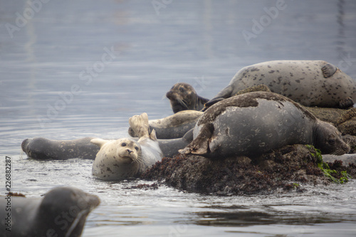 Seals on the rocks © Marco Rimola