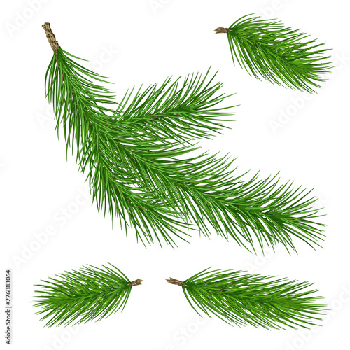 Set of pine branches for christmas design. Pine in a realistic style. Vector .Eps10.