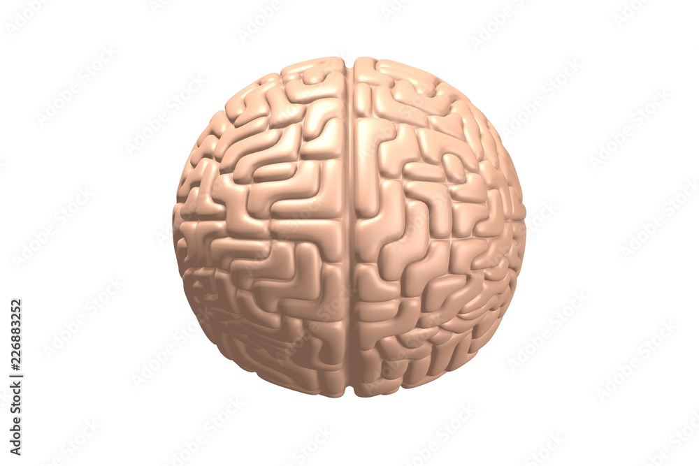 3D human brain isolated on white background 3D human brain isolated on white background