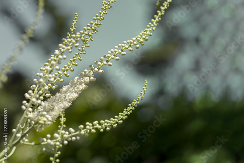 Ambrosia artemisiifolia - One of the most alergic plants. © Inolas