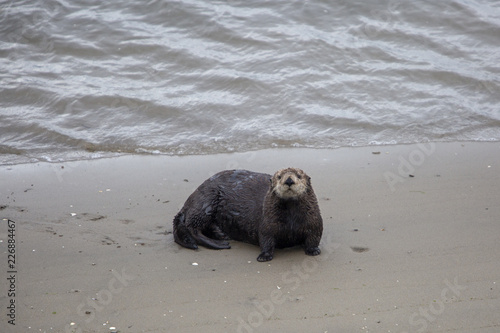 Moss Landing Otter