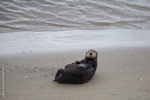 Moss Landing Otter