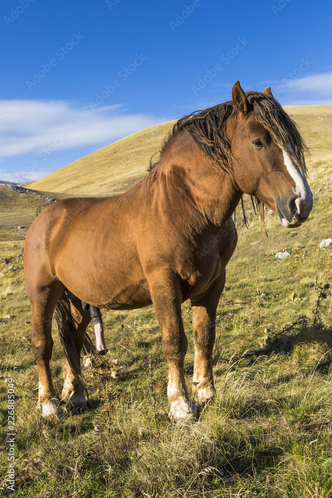 Beautiful brown horse in poses under a blue sky Beautiful brown horse in poses under a blue sky