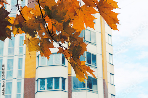 Photos Autumn leaves against the sky and a multistory building