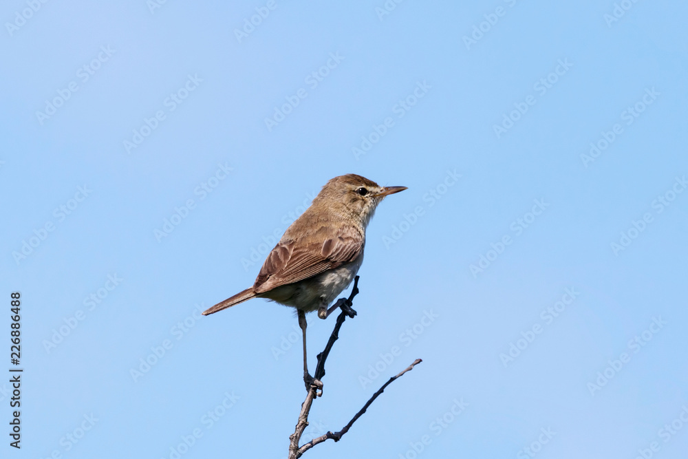 Blyth's reed warbler sitting on branch of bush. Cute little brown songbird. Bird in wildlife. Blyth's reed warbler sitting on branch of bush. Cute little brown songbird. Bird in wildlife.