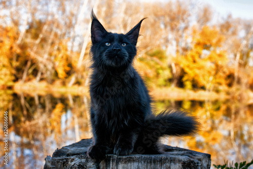 Black maine coon kitten in autumn forest.