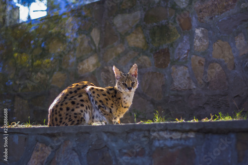 Photography Wild cat