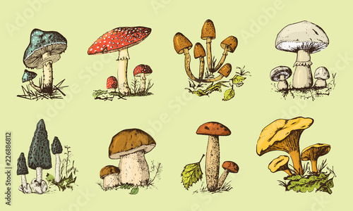 set of Fungus hand drawn engraved. vintage organic vegetarian food. Mushroom champignon, chanterelles, fly agaric, amanita, common stinkhorn, penny bun, red-capped scaber stalk for menu label.