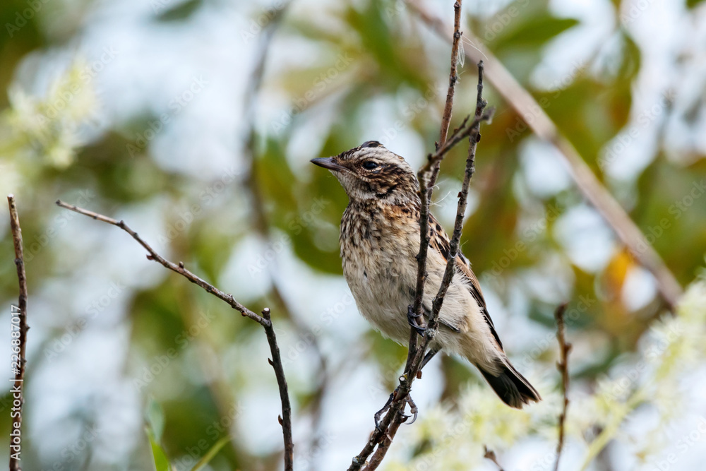 Whinchat young sitting on bush. Cute bright colorful songbird. Bird in wildlife. Whinchat young sitting on bush. Cute bright colorful songbird. Bird in wildlife.