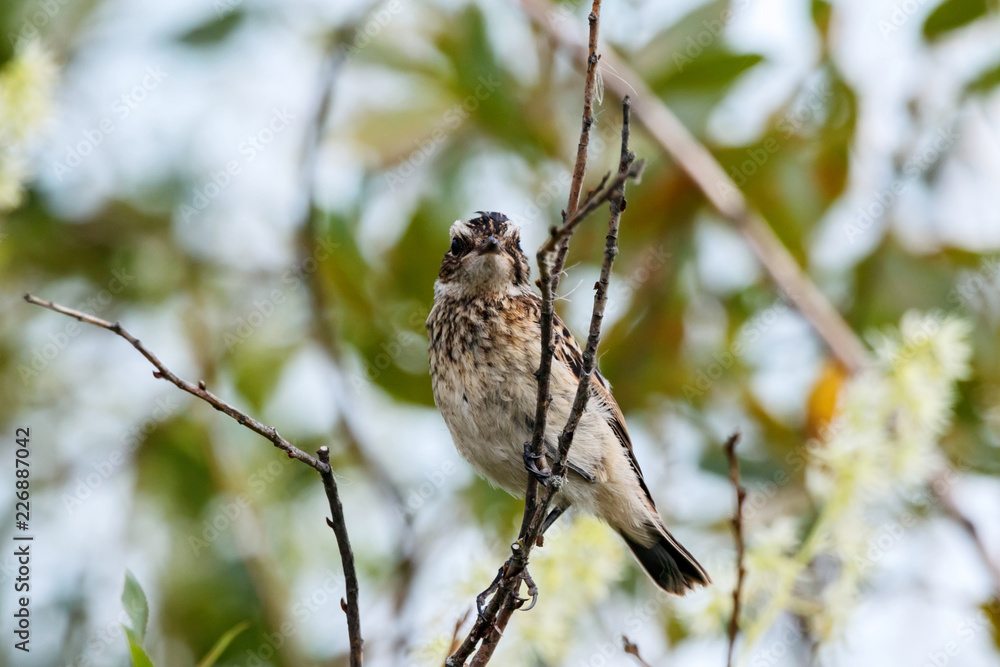 Whinchat young sitting on bush. Cute bright colorful songbird. Bird in wildlife. Whinchat young sitting on bush. Cute bright colorful songbird. Bird in wildlife.
