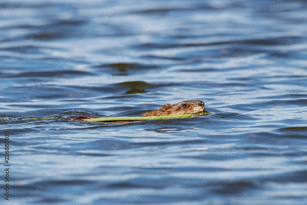 Muskrat swimming on water with reed in mouth. Cute fluffy aquatic animal in wildlife. Muskrat swimming on water with reed in mouth. Cute fluffy aquatic animal in wildlife.
