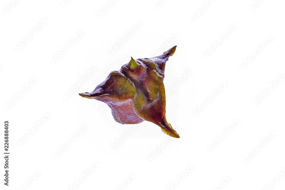 Water chestnut isolated on a white background Water chestnut isolated on a white background