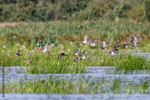 Flock of garganeys, eurasian teals and northern shoveler flee away from raptor. Ducks in autumn plumage. Birds in wildlife.