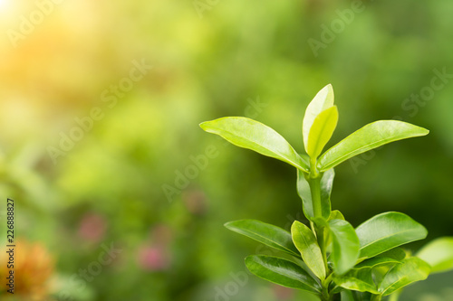 Natural green plant growth on morning light for spring background and wallpaper, springtime, green nature