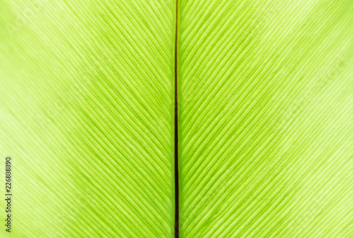 Perfect line pattern of palm leaf. Closeup natural green plant leave texture for background