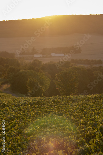 Sunset on the vines, Champagne region