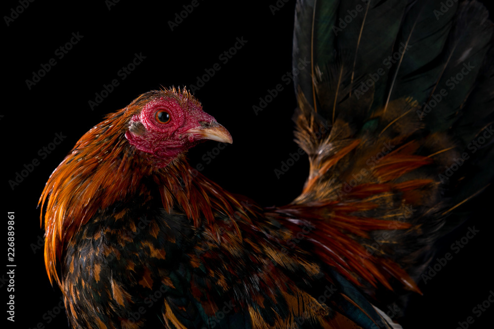 rooster on a black background rooster on a black background