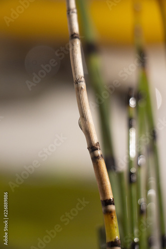 Fototapeta Naklejka Na Ścianę i Meble -  fishing rod and reel on a background