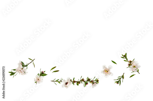 closeup of white manuka flowers on white background with copy space