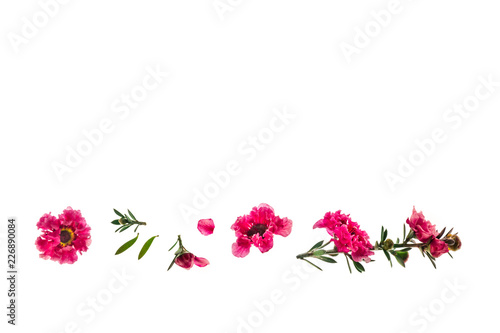 pink manuka tree flowers isolated on white background with copy space © Patrik Stedrak